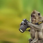 Monkey with camera